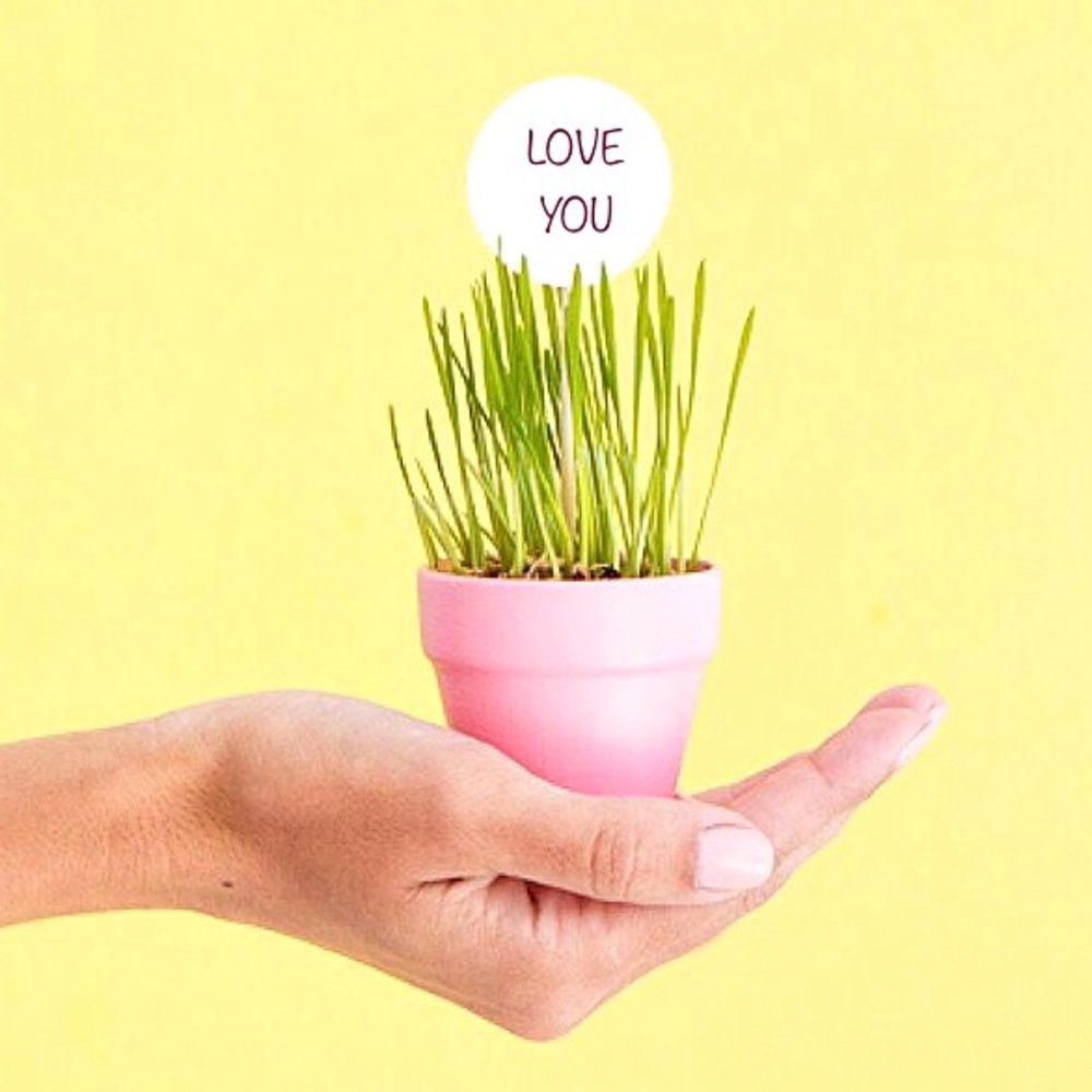 ★NEW★ 7 PACK Mini Planters Succulent Cactus Flower - Picture 11 of 16